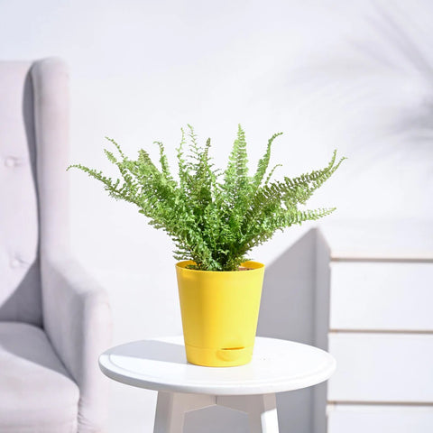Fern Fluffy Ruffle
