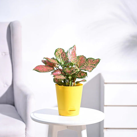 Aglaonema Pink Beauty