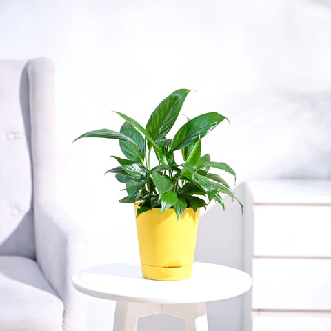 Peace Lily