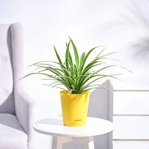 Chlorophytum Spider Plant - Reverse