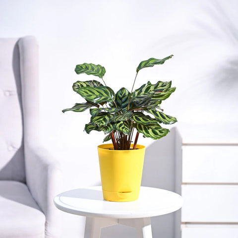 Calathea Makoyana