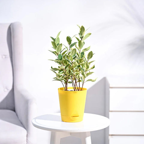 Ficus Prestige