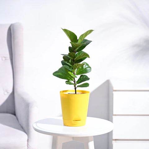 Fiddle Leaf Fig - Bambino