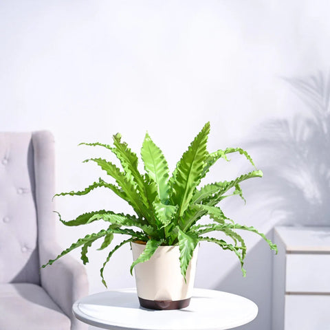 Osaka Bird Nest Fern