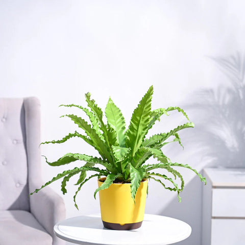 Osaka Bird Nest Fern