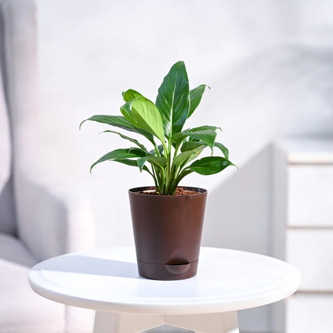 Peace Lily