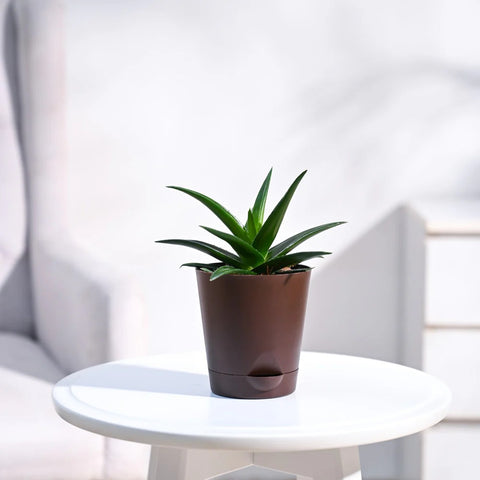 Aloe Vera Green Mini