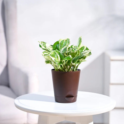 Epipremnum Aureum - N'Joy Pothos