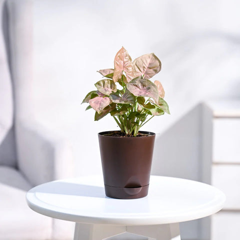 Syngonium Pink