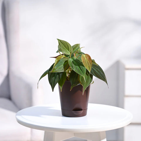Philodendron Micans