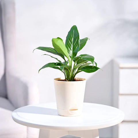 Peace Lily