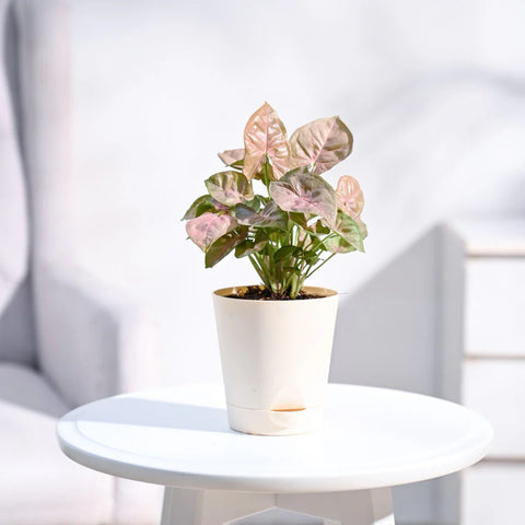 Syngonium Pink
