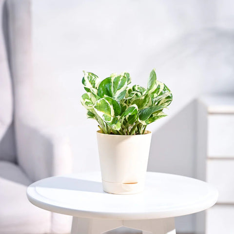 Epipremnum Aureum - N'Joy Pothos