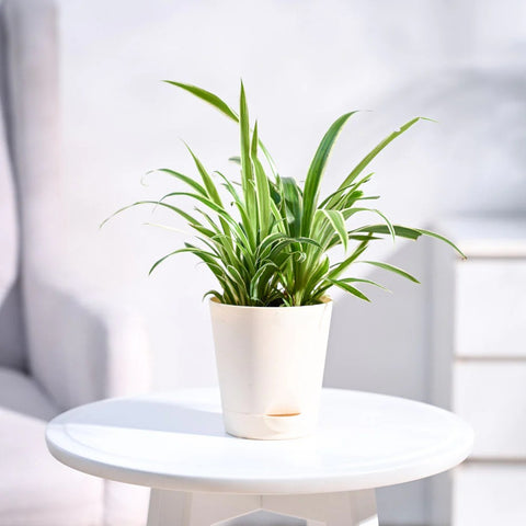 Chlorophytum Spider Plant - Reverse