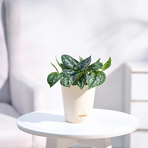 Money Plant Satin - Scindapsus Pictus Argyraeus