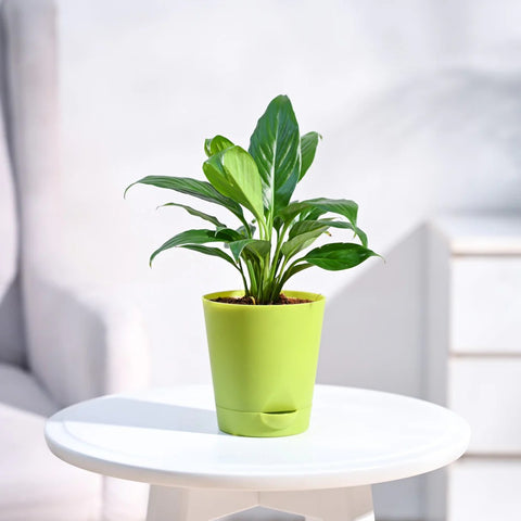 Peace Lily