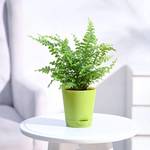 Boston Compacta Fern