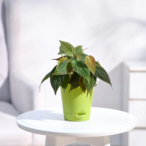 Philodendron Micans
