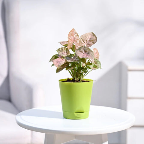 Syngonium Pink