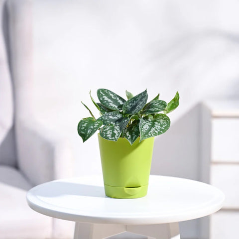 Money Plant Satin - Scindapsus Pictus Argyraeus