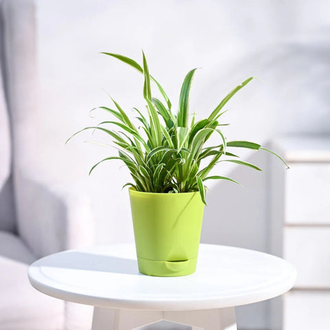 Chlorophytum Spider Plant - Reverse