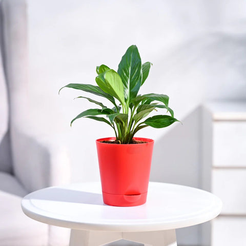 Peace Lily