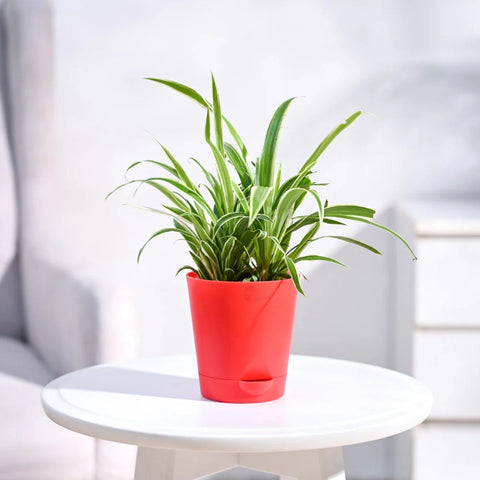 Chlorophytum Spider Plant - Reverse
