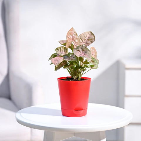 Syngonium Pink