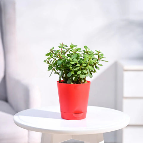 Jade Mini