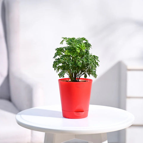 Aralia Golden