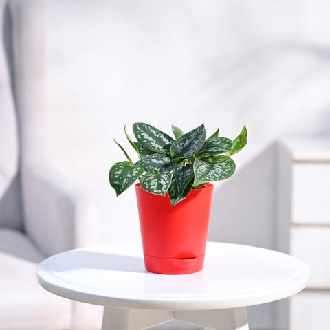 Money Plant Satin - Scindapsus Pictus Argyraeus