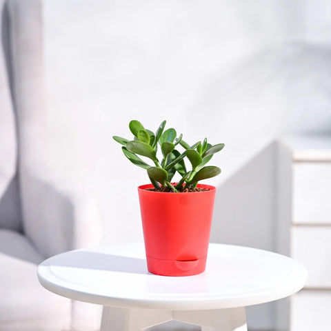 Crassula Ovata