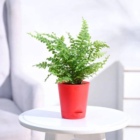 Boston Compacta Fern