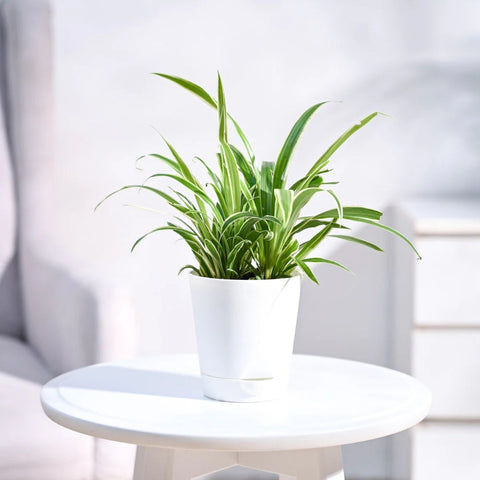 Chlorophytum Spider Plant - Reverse