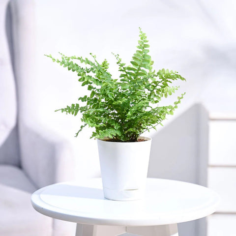 Boston Compacta Fern