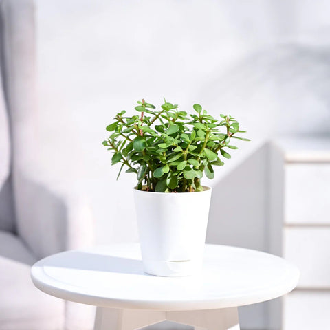 Jade Mini