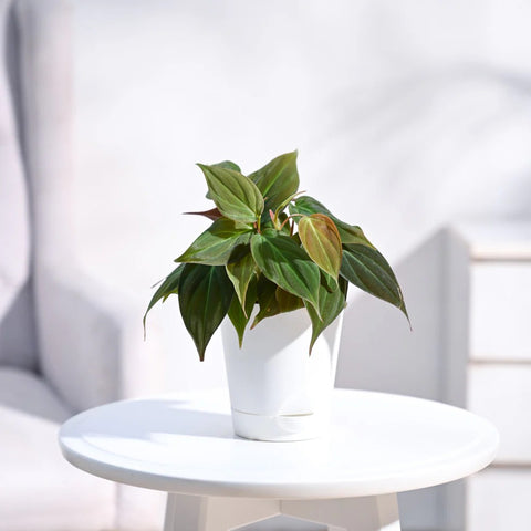 Philodendron Micans