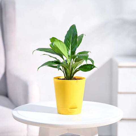 Peace Lily