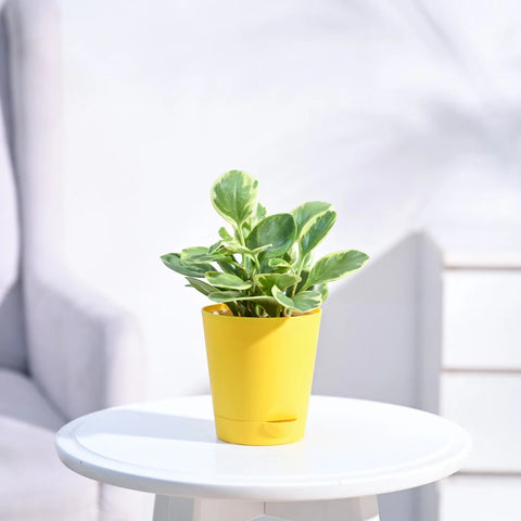 Peperomia Obtusifolia Variegated