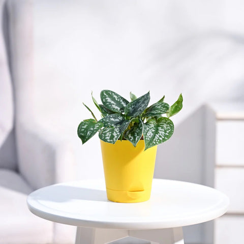 Money Plant Satin - Scindapsus Pictus Argyraeus