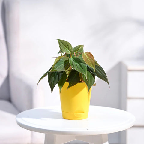 Philodendron Micans