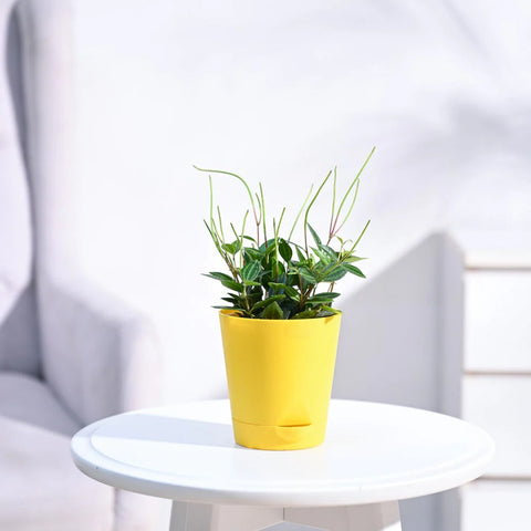 Peperomia Angulata