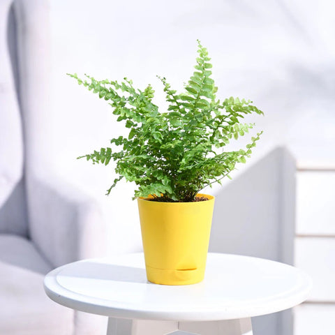 Boston Compacta Fern