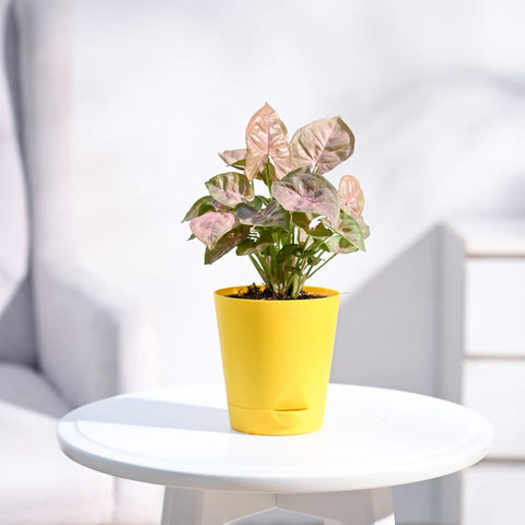Syngonium Pink