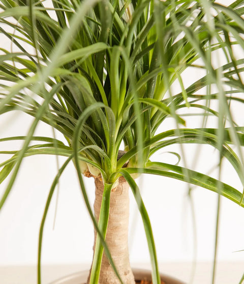 Nolina Palm