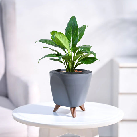 Peace Lily
