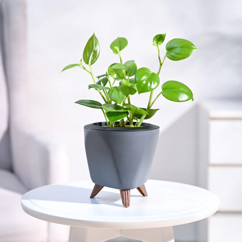 Peperomia Obtusifolia - Green