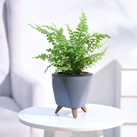 Boston Compacta Fern
