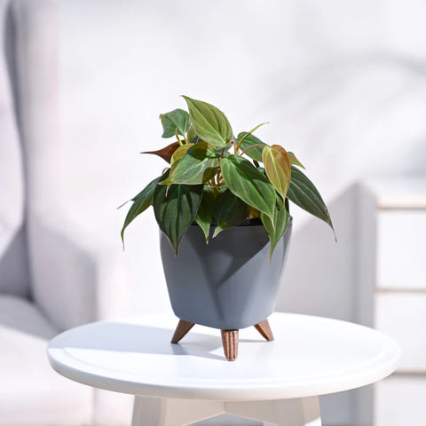 Philodendron Micans