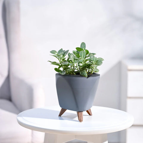 White Nerve Plant